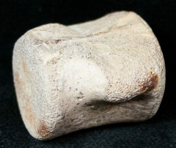 Champsosaurus Vertebrae (Cretaceous Reptile) #12699